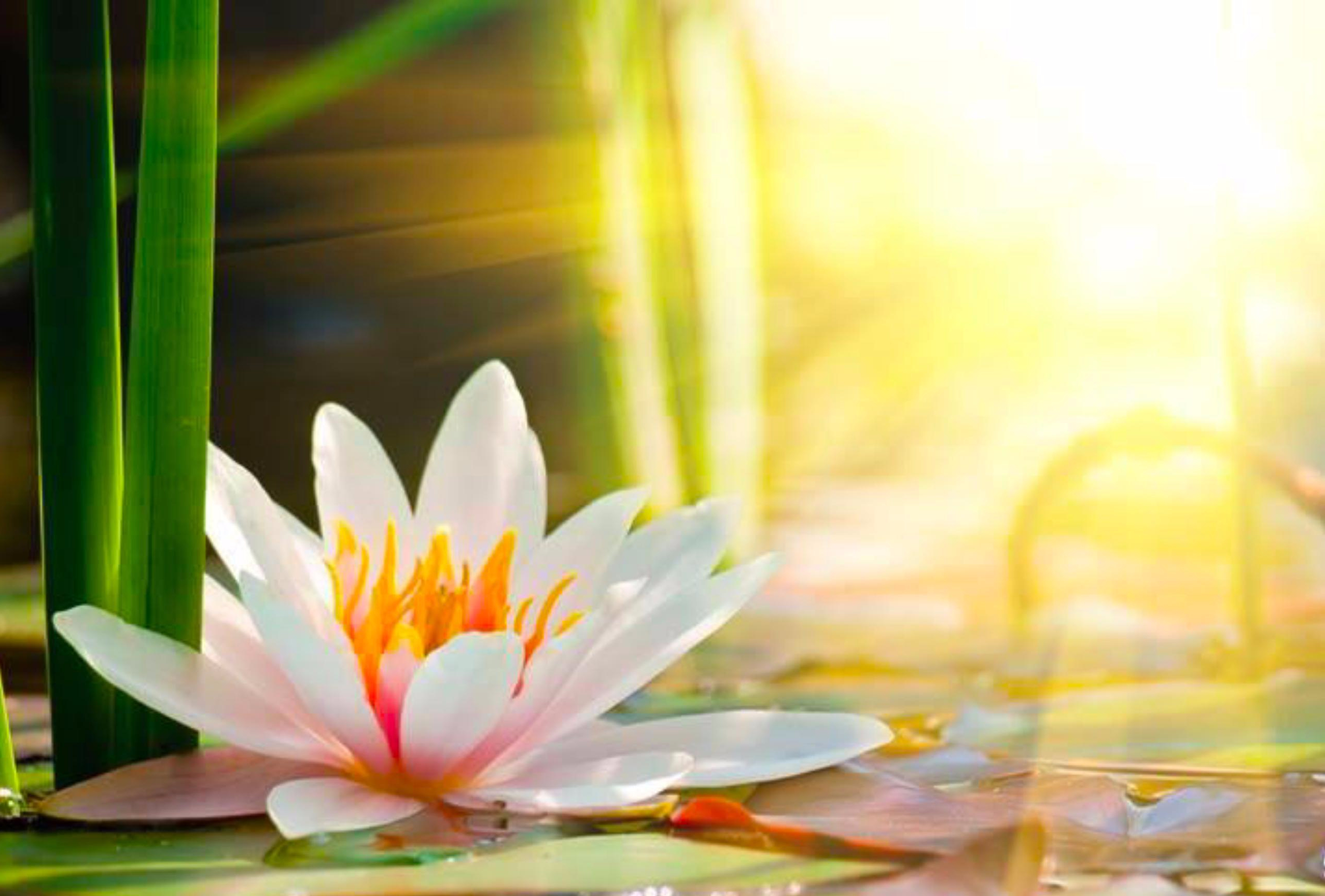 Da lama à luz: o caminho da espiritualidade simbolizado pela flor de ...